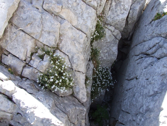 Silene pusilla / Silene piccola